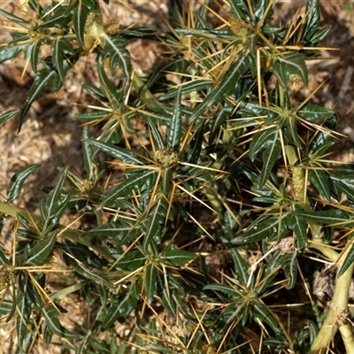 Xanthium spinosum (Bathurst Burr) at Lawson, ACT - 27 Jan 2025 by AlisonMilton