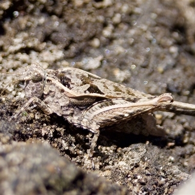 Tetrigidae (family) at Strathnairn, ACT - 21 Jan 2023 by KorinneM