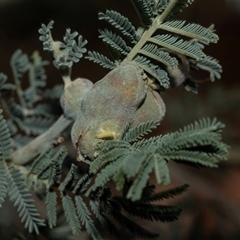 Unidentified gall of Acacia sp. at Lawson, ACT - 28 Jan 2025 by AlisonMilton