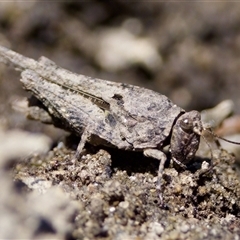 Unidentified Grasshopper (several families) at Strathnairn, ACT - 21 Jan 2023 by KorinneM