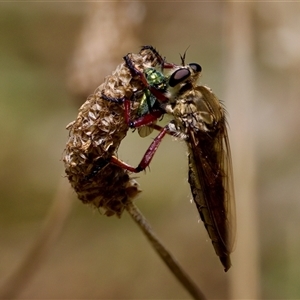 Colepia ingloria at Strathnairn, ACT by KorinneM