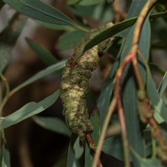 Unidentified Eucalyptus Gall at Lawson, ACT - 27 Jan 2025 by AlisonMilton