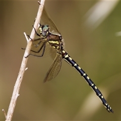 Synthemis eustalacta (Swamp Tigertail) at Strathnairn, ACT - 21 Jan 2023 by KorinneM