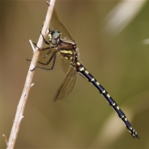 Synthemis eustalacta (Swamp Tigertail) at Strathnairn, ACT by KorinneM