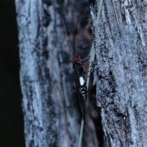 Callibracon sp. (genus) (A White Flank Black Braconid Wasp) at Jingera, NSW by Csteele4