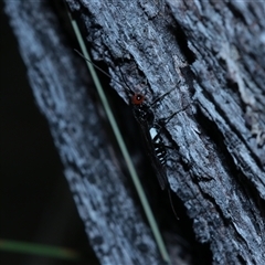 Callibracon sp. (genus) at Jingera, NSW - 31 Jan 2025 04:26 PM