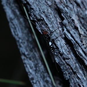 Callibracon sp. (genus) at Jingera, NSW - 31 Jan 2025 04:26 PM