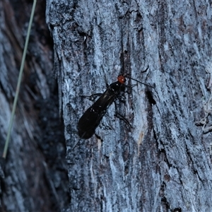 Callibracon sp. (genus) at Jingera, NSW - 31 Jan 2025 04:26 PM