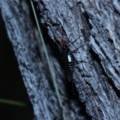 Callibracon sp. (genus) at Jingera, NSW - 31 Jan 2025 04:26 PM