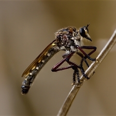 Chrysopogon muelleri at Strathnairn, ACT - 21 Jan 2023 by KorinneM