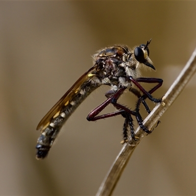 Chrysopogon muelleri (Robber fly) at Strathnairn, ACT - 21 Jan 2023 by KorinneM