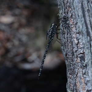 Austroaeschna parvistigma at Jingera, NSW - 31 Jan 2025 03:35 PM