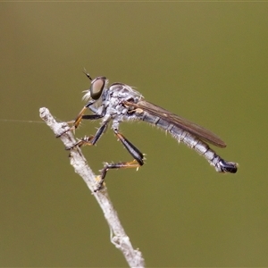 Cerdistus sp. (genus) at Strathnairn, ACT by KorinneM