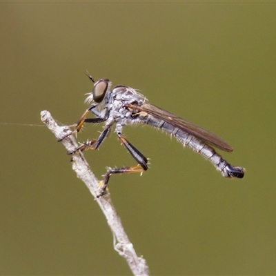 Cerdistus sp. (genus) at Strathnairn, ACT - 21 Jan 2023 by KorinneM