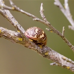 Paropsis pictipennis (Tea-tree button beetle) at Strathnairn, ACT - 21 Jan 2023 by KorinneM