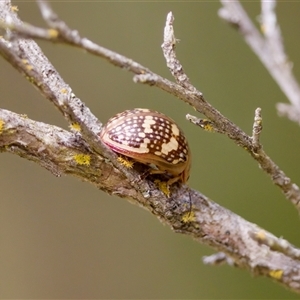 Paropsis pictipennis (Tea-tree button beetle) at Strathnairn, ACT by KorinneM