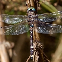 Adversaeschna brevistyla (Blue-spotted Hawker) at Strathnairn, ACT - 21 Jan 2023 by KorinneM