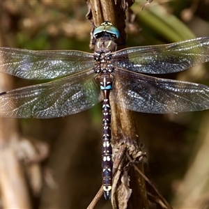 Adversaeschna brevistyla (Blue-spotted Hawker) at Strathnairn, ACT by KorinneM