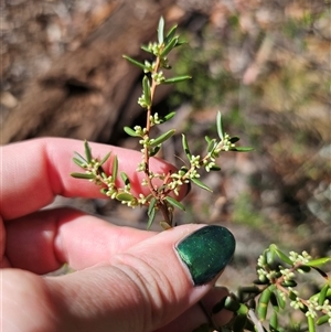 Monotoca scoparia at Jingera, NSW by Csteele4