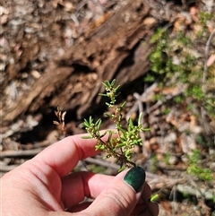 Monotoca scoparia at Jingera, NSW - 31 Jan 2025 03:40 PM