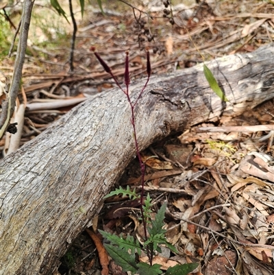 Arrhenechthites mixtus (Purple Fireweed) at Jingera, NSW - 31 Jan 2025 by Csteele4