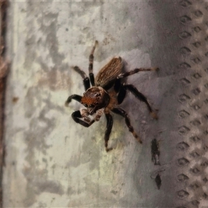 Maratus griseus (Jumping spider) at Anembo, NSW by Csteele4