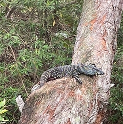 Varanus varius at Dunbogan, NSW - 31 Jan 2025 by LPW