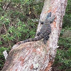Varanus varius at Dunbogan, NSW - suppressed