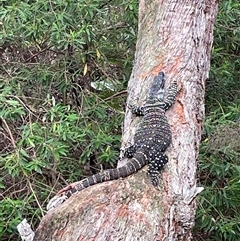 Varanus varius at Dunbogan, NSW - suppressed
