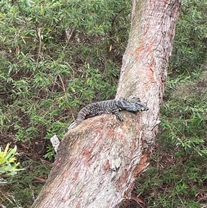 Varanus varius at Dunbogan, NSW - suppressed