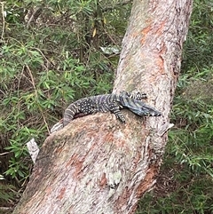 Varanus varius at Dunbogan, NSW - suppressed