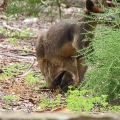 Wallabia bicolor (Swamp Wallaby) at Acton, ACT - 31 Jan 2025 by SandraH