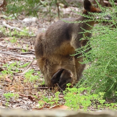 Wallabia bicolor (Swamp Wallaby) at Acton, ACT - 31 Jan 2025 by SandraH