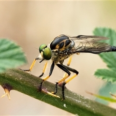 Ommatius coeraebus (a robber fly) at Symonston, ACT - 29 Jan 2025 by JRCNM