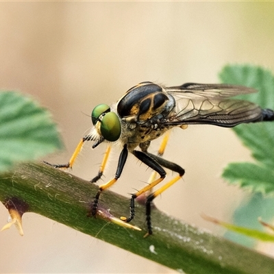 Ommatius coeraebus (a robber fly) at Symonston, ACT - 29 Jan 2025 by JRCNM