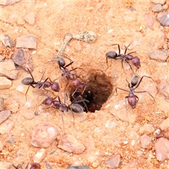 Iridomyrmex purpureus (Meat Ant) at Yass River, NSW - 29 Jan 2025 by ConBoekel