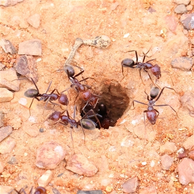 Iridomyrmex purpureus (Meat Ant) at Yass River, NSW - 30 Jan 2025 by ConBoekel