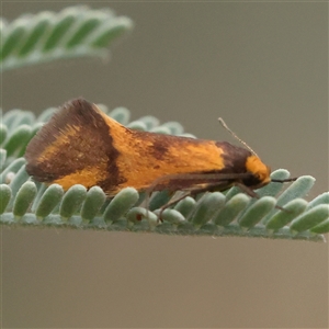 Unidentified Moth (Lepidoptera) at Yass River, NSW by ConBoekel