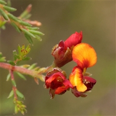 Dillwynia phylicoides at Yass River, NSW - 29 Jan 2025 by ConBoekel