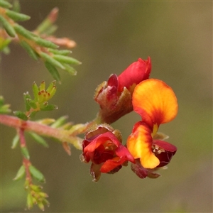 Unidentified Other Shrub at Yass River, NSW by ConBoekel