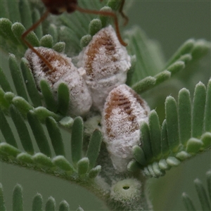 Glycaspis sp. (genus) at Yass River, NSW by ConBoekel