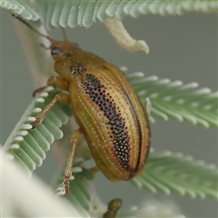 Calomela juncta (Leaf beetle) at Yass River, NSW - 30 Jan 2025 by ConBoekel