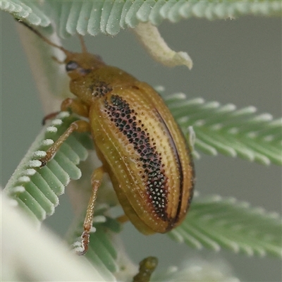 Calomela juncta (Leaf beetle) at Yass River, NSW - 30 Jan 2025 by ConBoekel