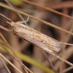 Faveria tritalis (Couchgrass Webworm) at Yass River, NSW - 30 Jan 2025 by ConBoekel