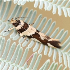 Macrobathra desmotoma ( A Cosmet moth) at Yass River, NSW - 30 Jan 2025 by ConBoekel