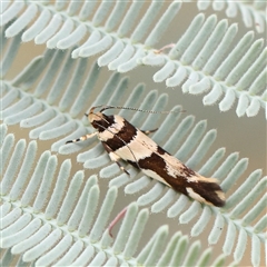 Macrobathra desmotoma at Yass River, NSW - 30 Jan 2025 10:49 AM