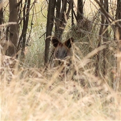 Wallabia bicolor (Swamp Wallaby) at Yass River, NSW - 30 Jan 2025 by ConBoekel