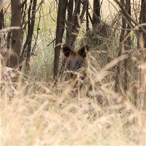 Wallabia bicolor (Swamp Wallaby) at Yass River, NSW by ConBoekel