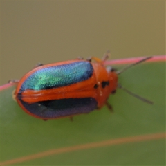 Calomela curtisi (Acacia leaf beetle) at Yass River, NSW - 29 Jan 2025 by ConBoekel