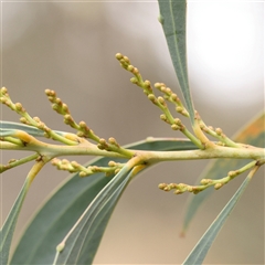 Acacia rubida at Yass River, NSW - 29 Jan 2025 by ConBoekel